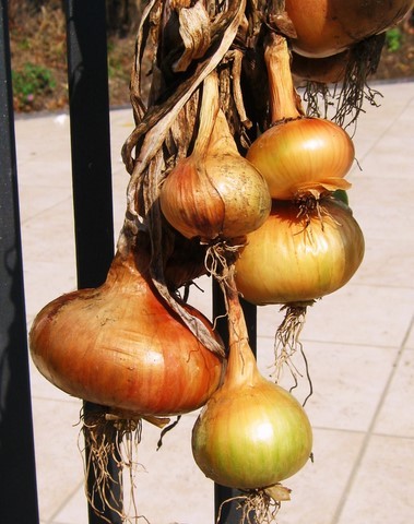 onions hanging in sunshine