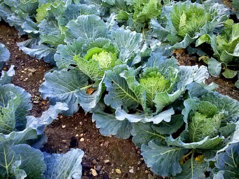 Cabbabes in the vegetable garden