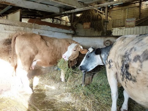 two cows munching hay