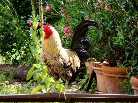 Cockerel in the garden