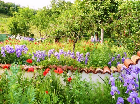 Garden with iris, poppy and alium