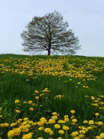 Dandelion field with  a single tree