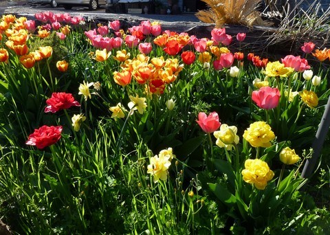 tulips in April